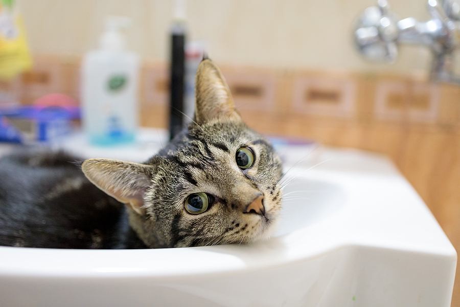 How To Pet Proof Your Plumbing